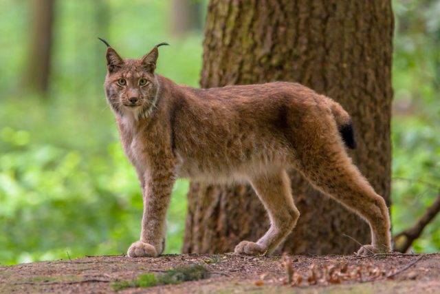 Ryś euroazjatycki (Lynx lynx) występowanie, opis, rozmnażanie i ochrona
