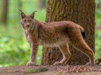Ryś euroazjatycki (Lynx lynx)