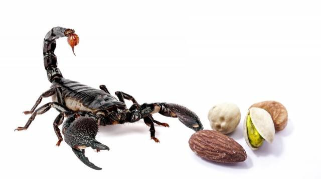 pajęczaki skorpion
