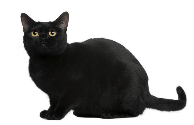 czarna rasa kotów