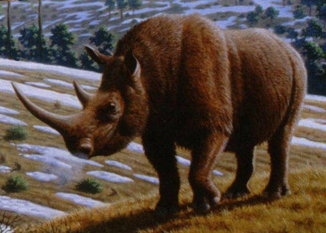 wymarły nosorożec