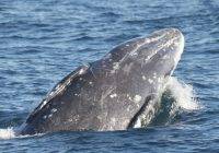 Ile ton może ważyć wieloryb?
