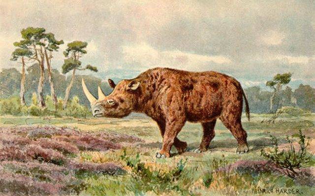 wymarły gatunek ssaka nosorożec włochaty