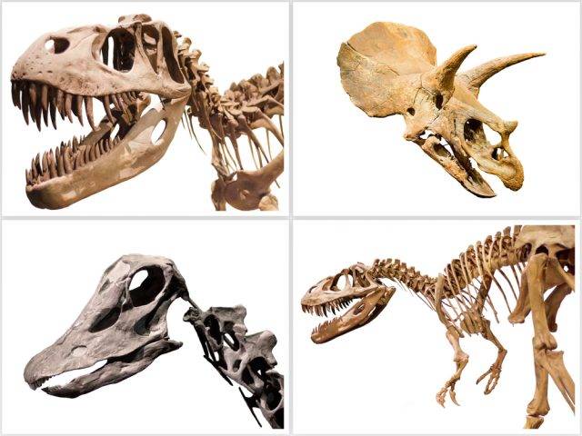 prehistoryczne zwierzęta