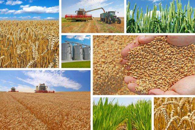 zwalczanie szkodników zbóż