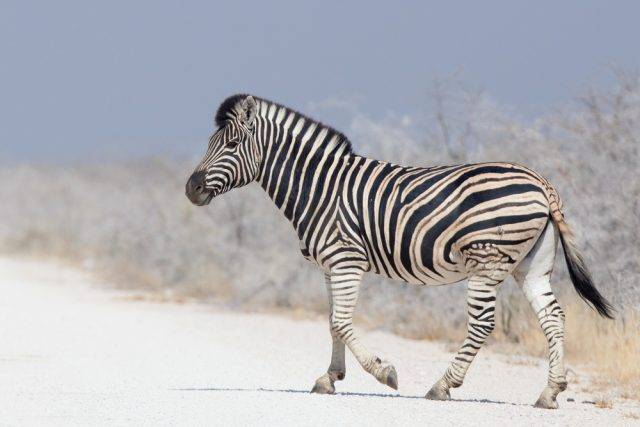 zebra stepowa Park Narodowy Etoszy Namibia