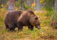 Niedźwiedź brunatny (Ursus arctos arctos)