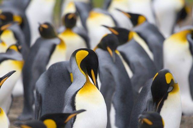 pingwin cesarski