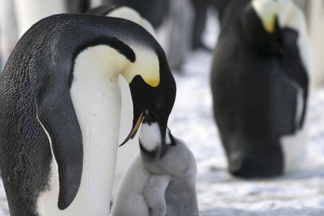 karmienie pingwina