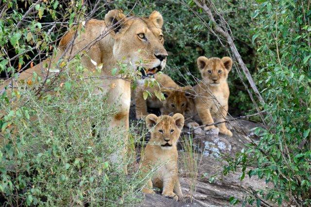 rodzina lwów
