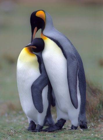 para pingwinów