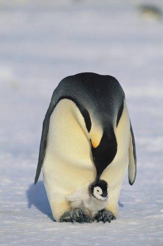 pisklę pingwina cesarskiego trzymane na nogach