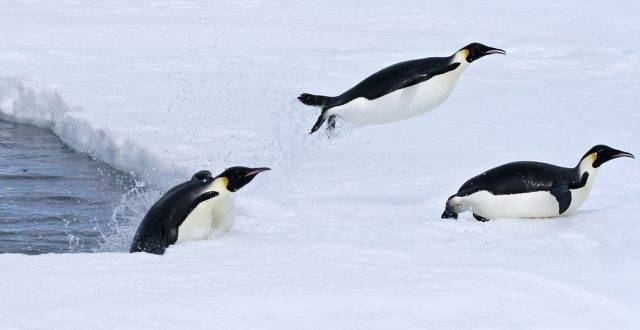 wyskakujące pingwiny