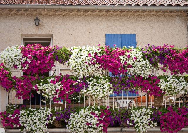 kwiaty balkonowe zwisające - petunie różowe, fioletowe i białe