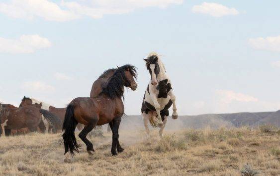 Mustangi dzikie konie które warto chronić