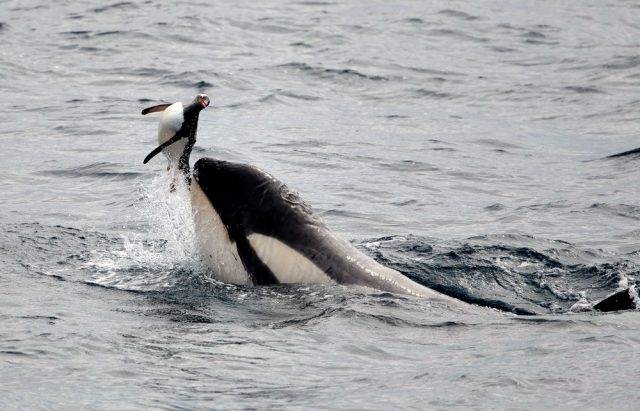 orka i pingwin