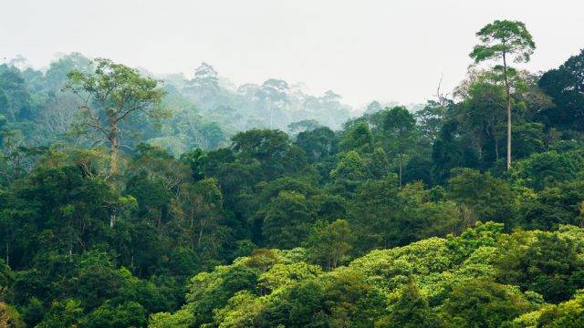ekosystem lasu deszczowego