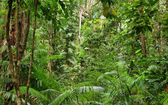 Ekosystem lasu deszczowego