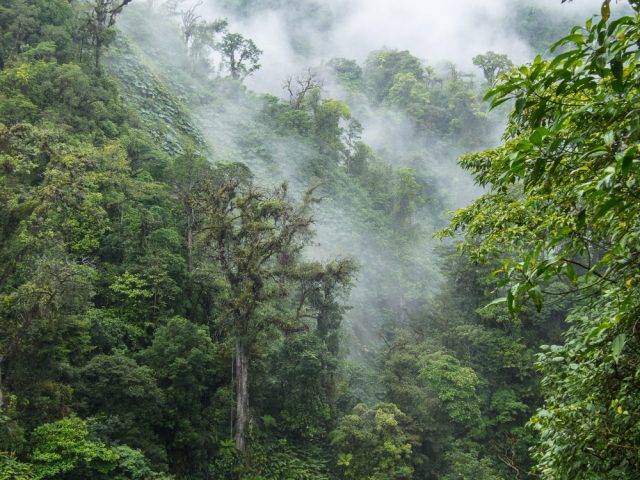 ekosystem lasu deszczowego