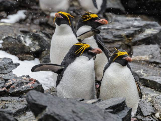 pingwin złotoczuby
