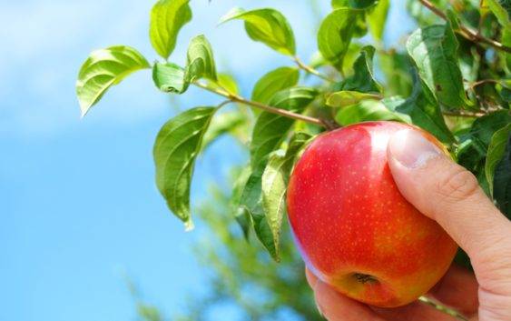 Cena drzewek jabłoni