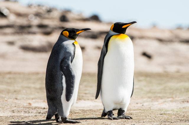 lista ptaków antarktyki pingwiny królewskie