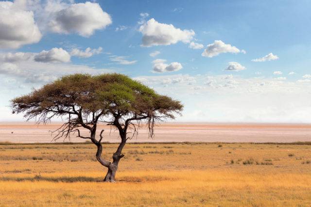 strefy roślinne ziemie sawanna, Botswana
