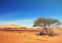 Przystosowanie akacji do życia na pustyni