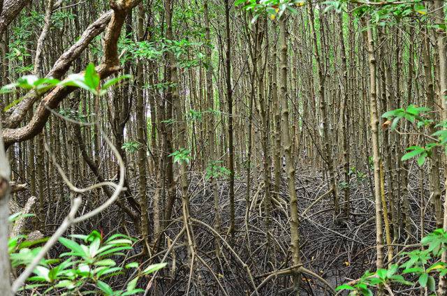 lasy namorzynowe (mangrowe)
