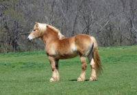 Koń belgijski