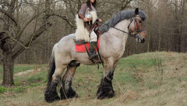 rasa koni koń belgijski