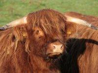 Dopłaty do hodowli bydła szkockiego