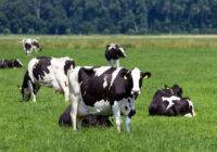Lista ras bydła hodowlanego