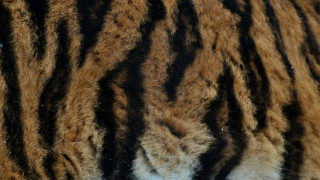 sierść tygrysa syberyjskiego