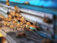 znaczenie pszczół