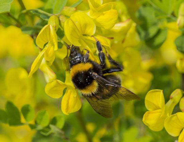 znaczenie pszczół w przyrodzie
