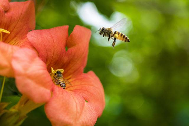 znaczenie pszczół w przyrodzie i dla człowieka
