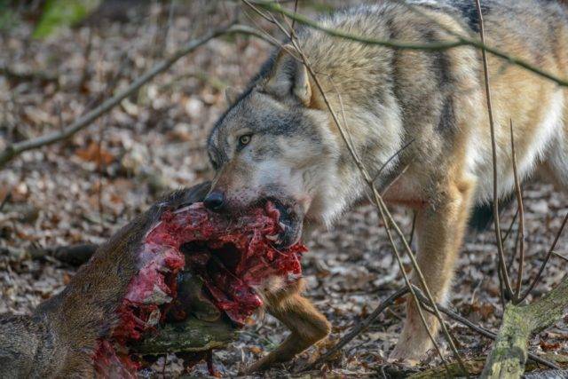wilk szary jedzący łanię