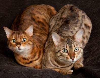 koty bengalskie