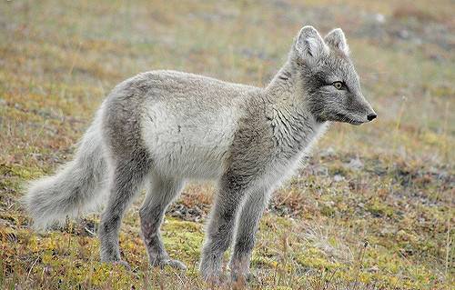 Lis Polarny Piesiec Piesak Vulpes Lagopus Opis Wygl d I Zdj cia