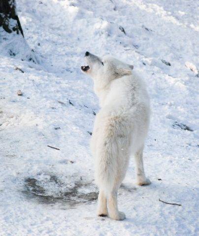 wyjący wilk arktyczny