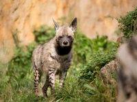 hiena pręgowana (Hyaena hyaena)