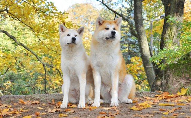 pierwotne rasy psów akita japońska