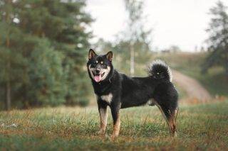 pierwotne rasy psów shiba