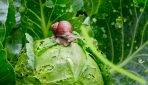 Jak zwalczać ślimaki w ogrodzie?