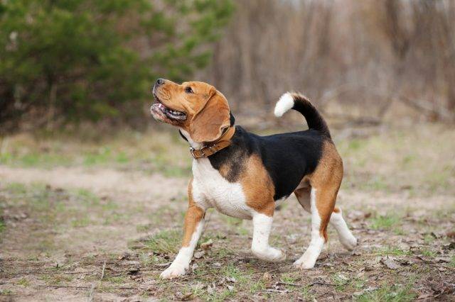rasy psów myśliwskich beagle