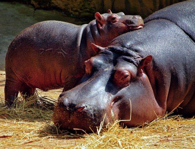 hipopotam matka z młodym