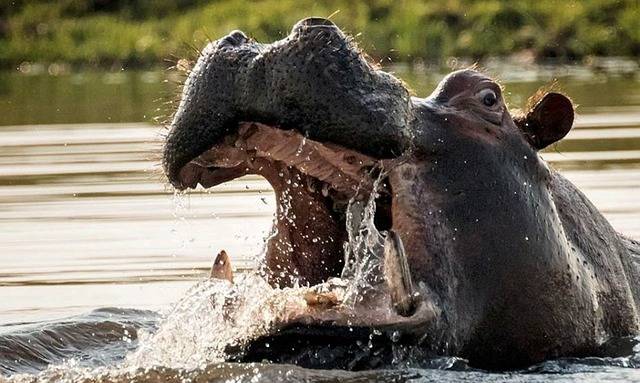 paszcza hipopotama