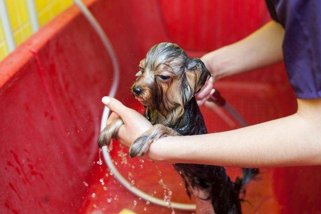 kąpiel yorkshire terriera