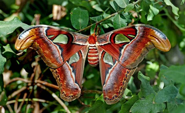 motyle egzotyczne największy motyl świata Attacus atlas